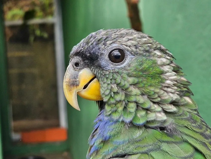 Na última semana, Prefeitura inaugurou nova sede do Departamento de Bem-Estar Animal*