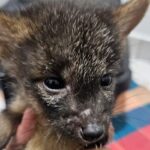 Resgate de carcará e cães do mato reforçam atuação do Zoo de São Bernardo