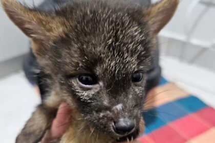 Resgate de carcará e cães do mato reforçam atuação do Zoo de São Bernardo
