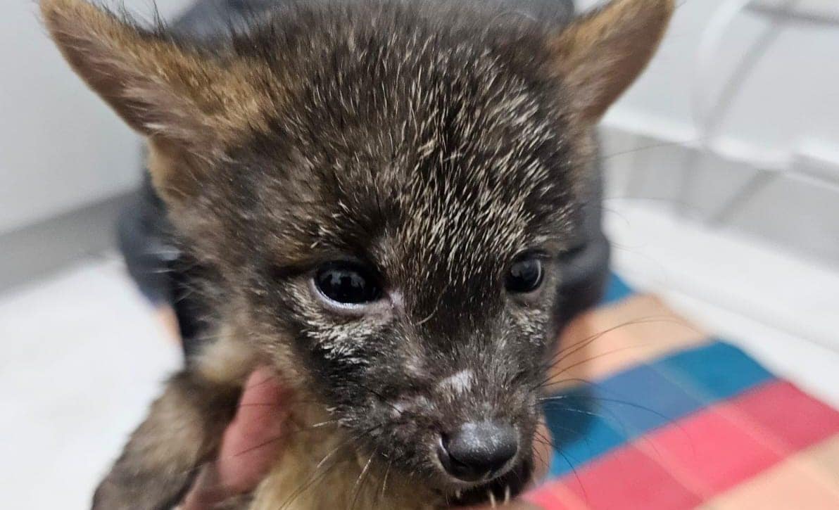 Resgate de carcará e cães do mato reforçam atuação do Zoo de São Bernardo