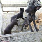 Prefeitura de Mauá e Instituto Penta promovem iniciativa para adoção de pets