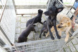 Prefeitura de Mauá e Instituto Penta promovem iniciativa para adoção de pets