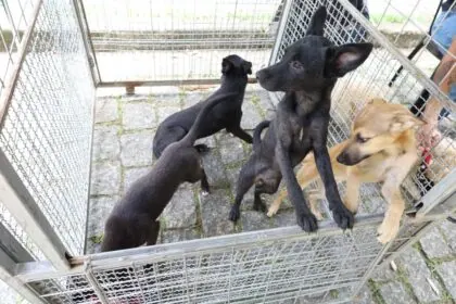 Prefeitura de Mauá e Instituto Penta promovem iniciativa para adoção de pets
