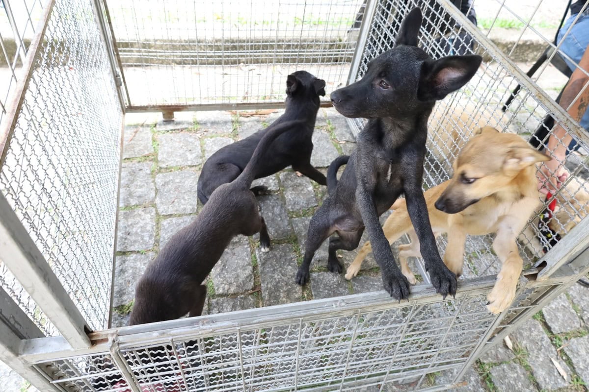 Prefeitura de Mauá e Instituto Penta promovem iniciativa para adoção de pets