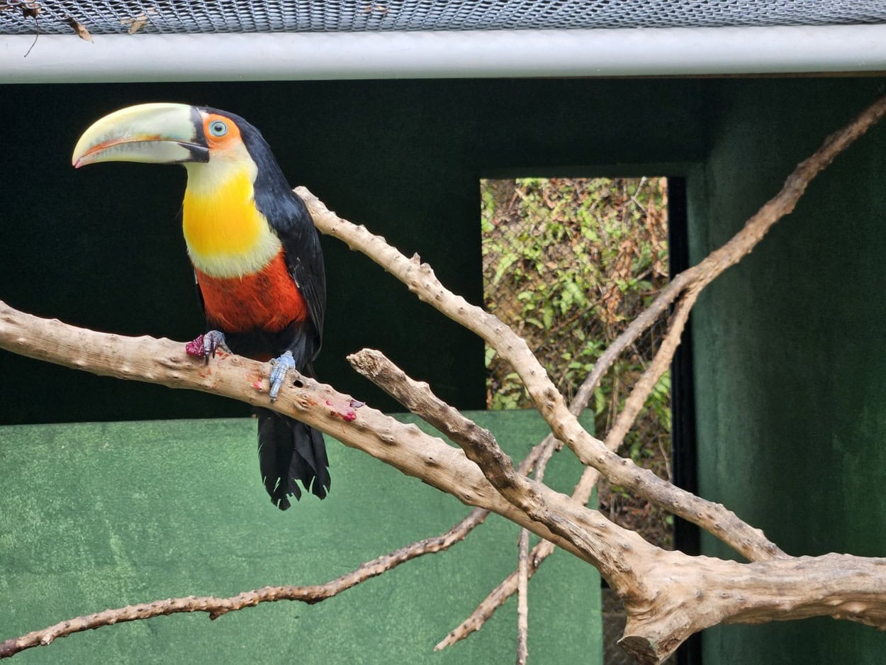 Equipe participou de 440 ações que envolvem o bem-estar animal em abril