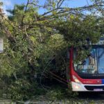 Árvore cai e derruba poste sobre ônibus e carro em Diadema