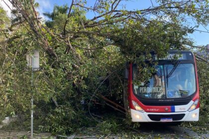 Árvore cai e derruba poste sobre ônibus e carro em Diadema