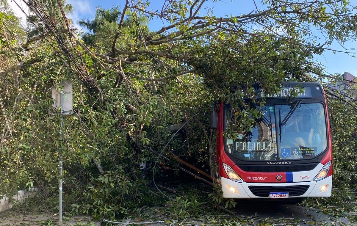 Árvore cai e derruba poste sobre ônibus e carro em Diadema