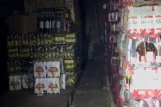 GCM flagra galpão com bebidas vencidas e armazenadas irregularmente em Mauá