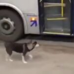 Vídeo de cachorrinha esperando ônibus da EMTU para ganhar biscoito viraliza