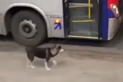Vídeo de cachorrinha esperando ônibus da EMTU para ganhar biscoito viraliza