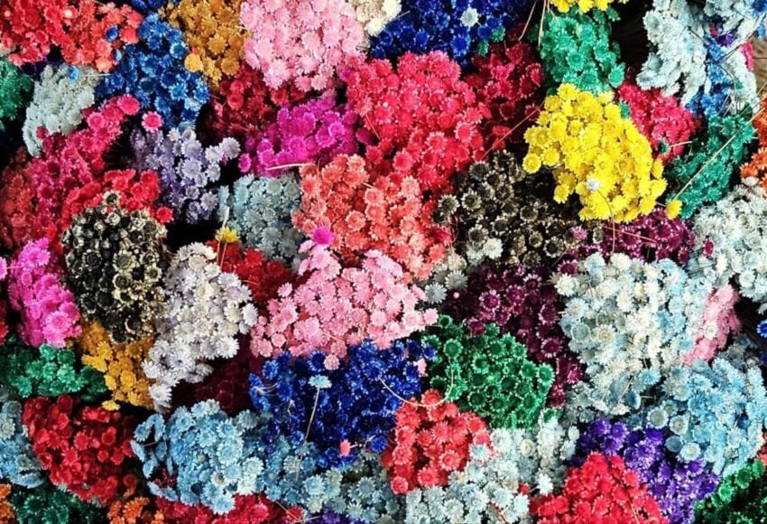 Mercado de Flores da Craisa é opção para compra do Dia das Mães
