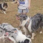 Givan inaugura 42º Pet Parque de Santo André e anuncia Complexo Animal