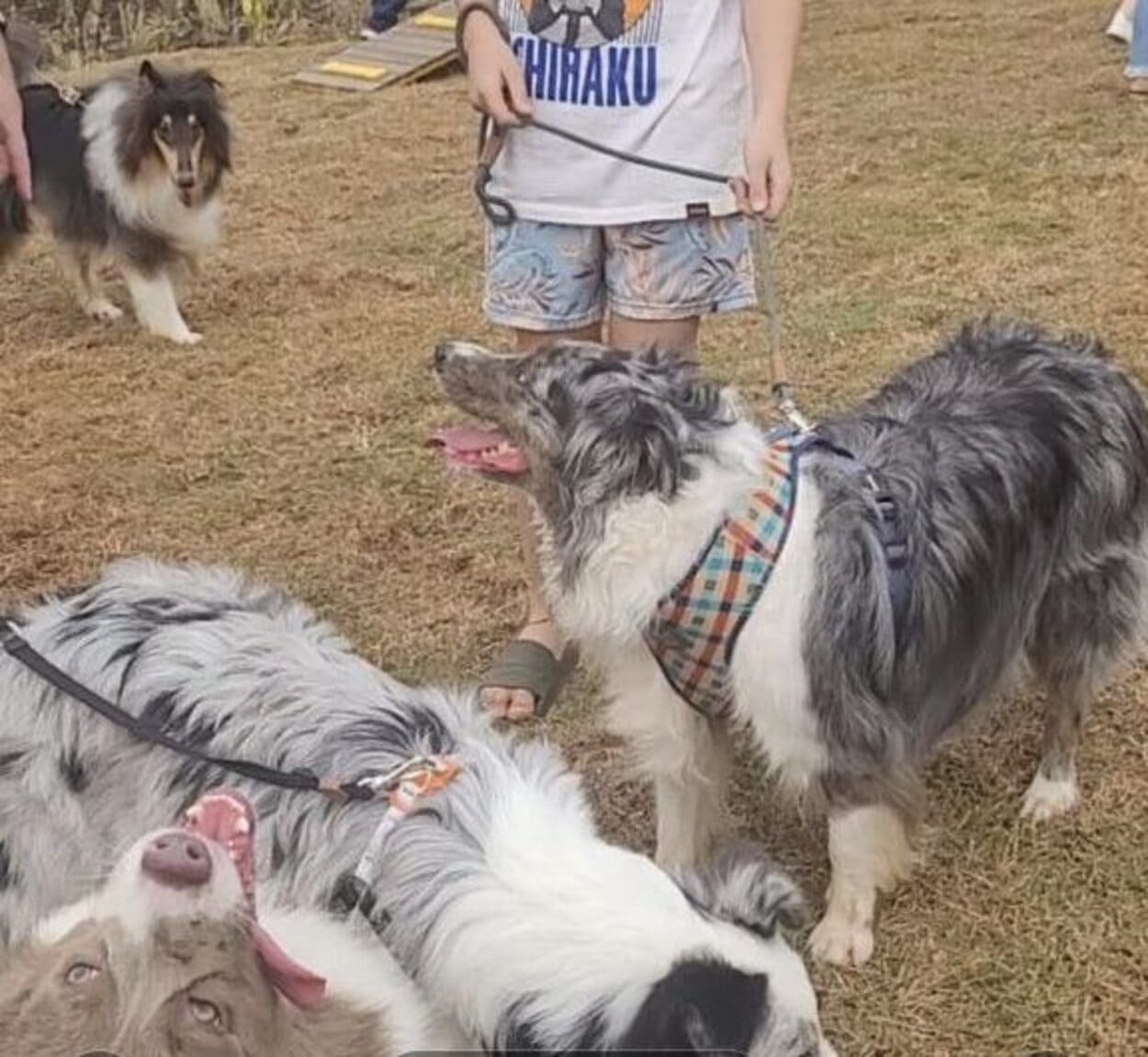 Givan inaugura 42º Pet Parque de Santo André e anuncia Complexo Animal