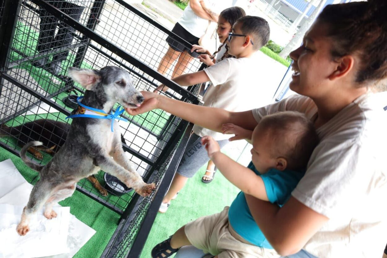 Adoção com amor: 13 animais ganham um novo lar no 39º evento promovido pela Prefeitura