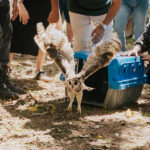 Evento contou com a participação de escoteiros e reforçou a importância do trabalho de reabilitação animal realizado no Zoológico Municipal de São Bernardo 