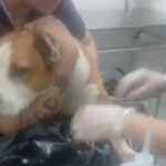 Cachorra encontrada esfaqueada passa bem após ser encaminhado à Zoonoses de SBC
