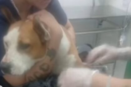Cachorra encontrada esfaqueada passa bem após ser encaminhado à Zoonoses de SBC