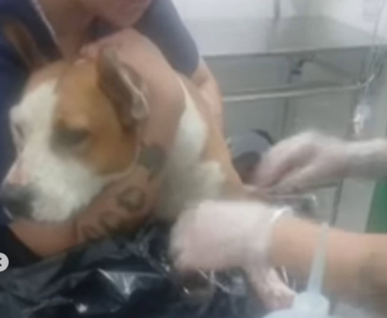 Cachorra encontrada esfaqueada passa bem após ser encaminhado à Zoonoses de SBC