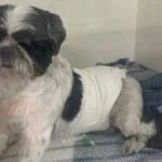 Shih Tzu é atacado por cão com traços de pitbull em São Bernardo