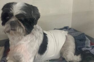 Shih Tzu é atacado por cão com traços de pitbull em São Bernardo