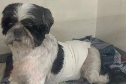 Shih Tzu é atacado por cão com traços de pitbull em São Bernardo
