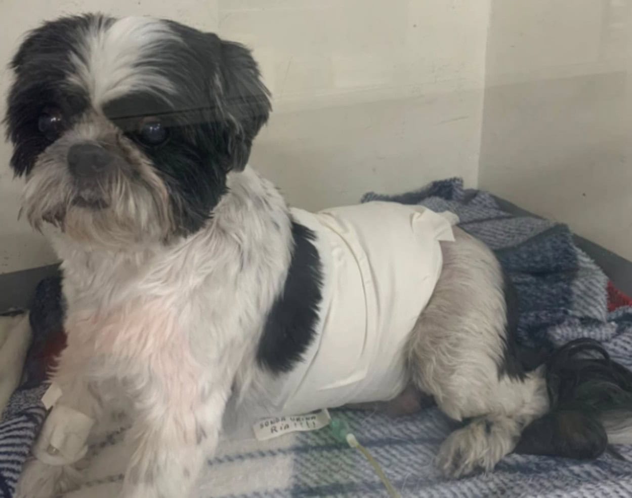 Shih Tzu é atacado por cão com traços de pitbull em São Bernardo