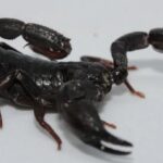 escorpião