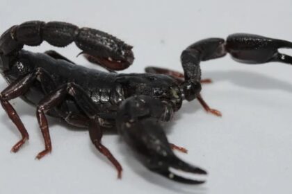 escorpião