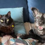 Doutora especialista em comportamento ensina como promover bem-estar entre doguinhos e felinos e evitar ansiedade