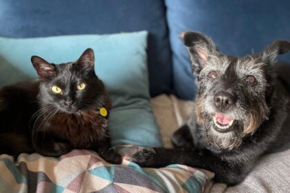 Doutora especialista em comportamento ensina como promover bem-estar entre doguinhos e felinos e evitar ansiedade