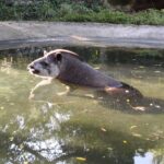 Zoo de São Bernardo, no Pq. Estoril, recebe e cuida de 580 animais silvestres ao ano