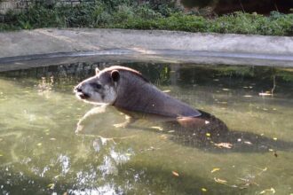 Zoo de São Bernardo, no Pq. Estoril, recebe e cuida de 580 animais silvestres ao ano
