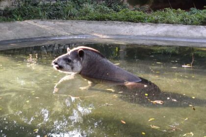 Zoo de São Bernardo, no Pq. Estoril, recebe e cuida de 580 animais silvestres ao ano