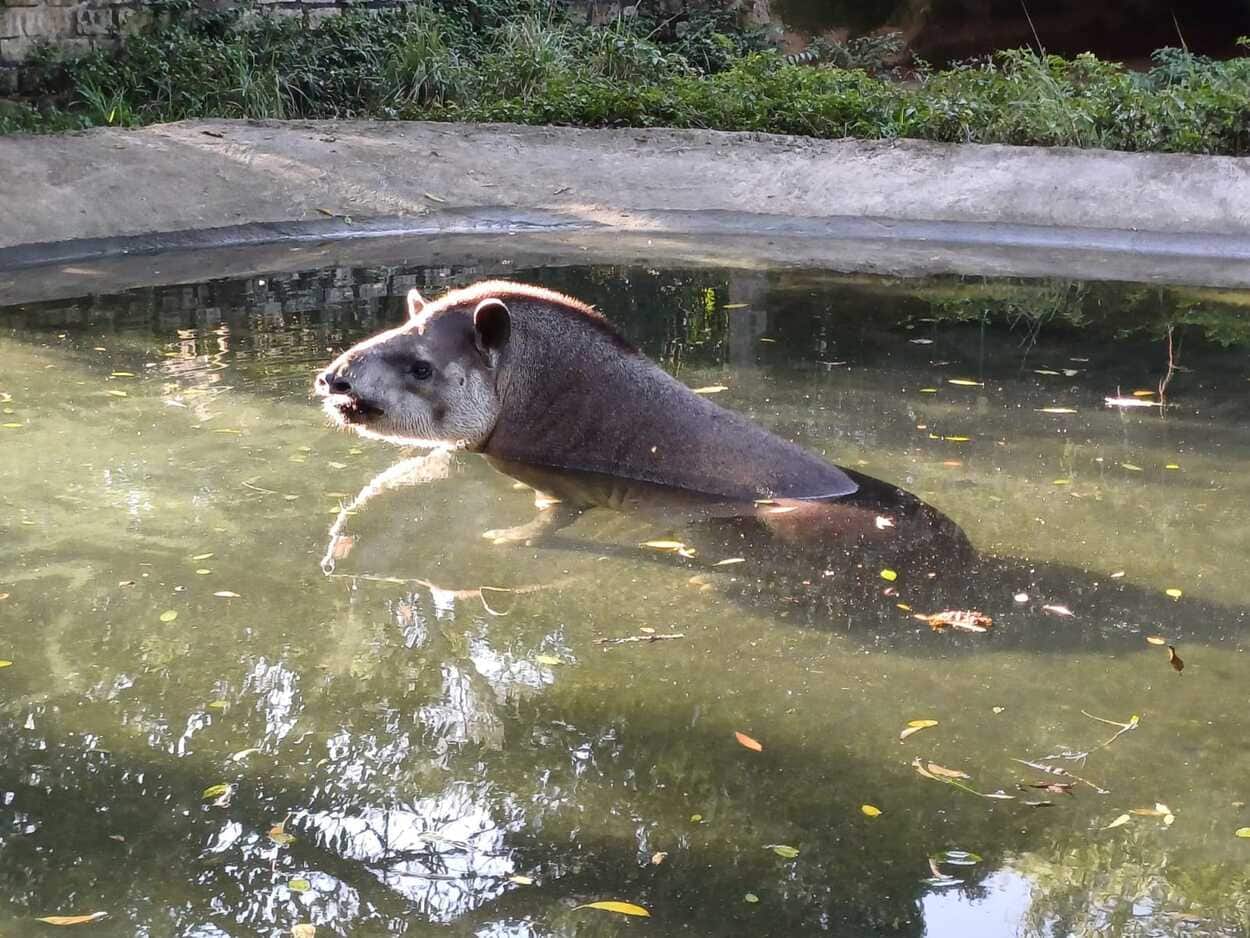 Zoo de São Bernardo, no Pq. Estoril, recebe e cuida de 580 animais silvestres ao ano