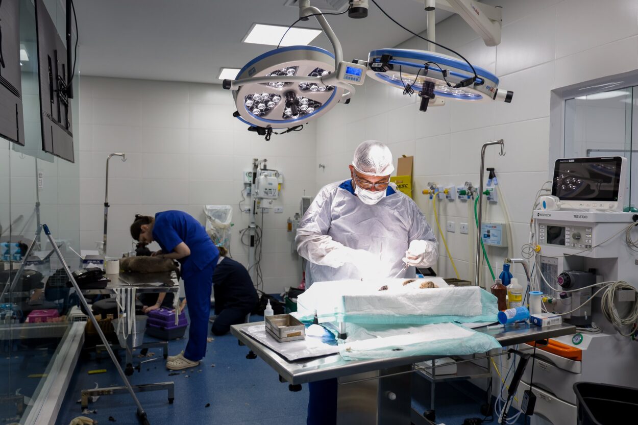 Prefeitura de São Caetano e USCS realizam a castração de 80 gatos