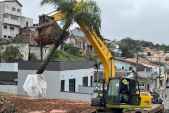 Prefeitura de Ribeirão Pires realiza realocação de palmeiras da Avenida Prefeito Valdírio Prisco