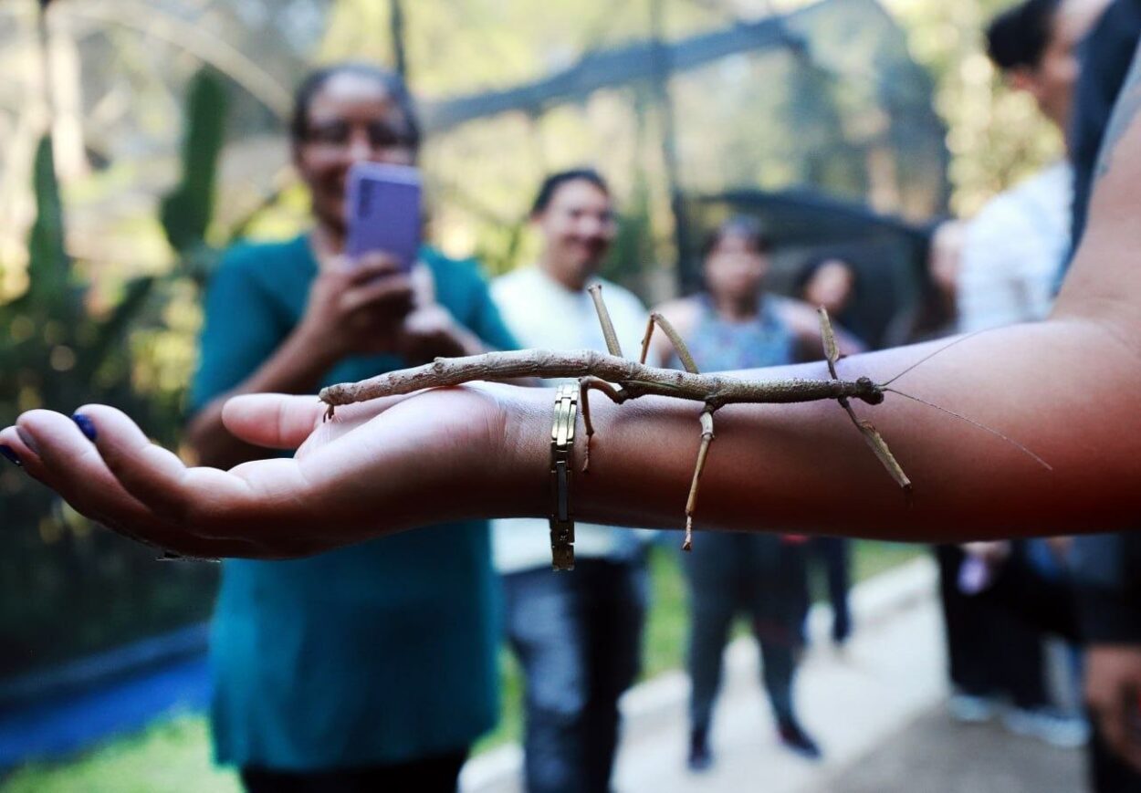 Borboletário de Diadema é boa opção de passeio nas férias escolares