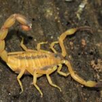 Zoonoses de São Bernardo faz alerta sobre escorpiões; em 2025 foram 5 casos de picadas