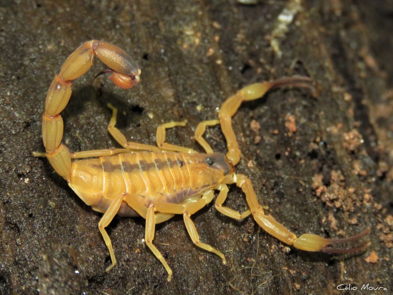 Zoonoses de São Bernardo faz alerta sobre escorpiões; em 2025 foram 5 casos de picadas 