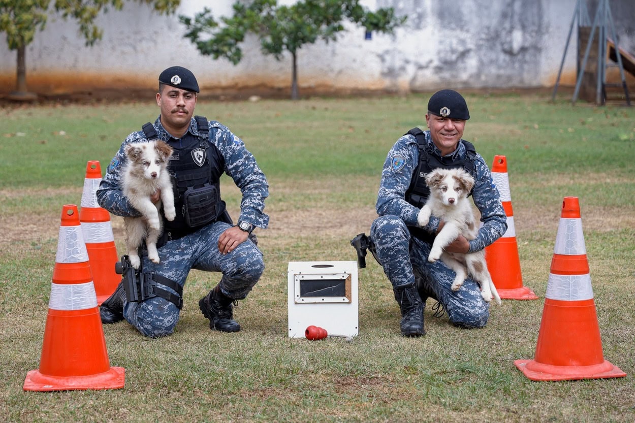 Aslan e Aegon: novos filhotes reforçam o Canil da GCM de São Caetano