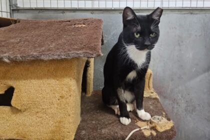 Em parceria com a OAB, Prefeitura de São Bernardo promove feira de adoção de cães e gatos adultos