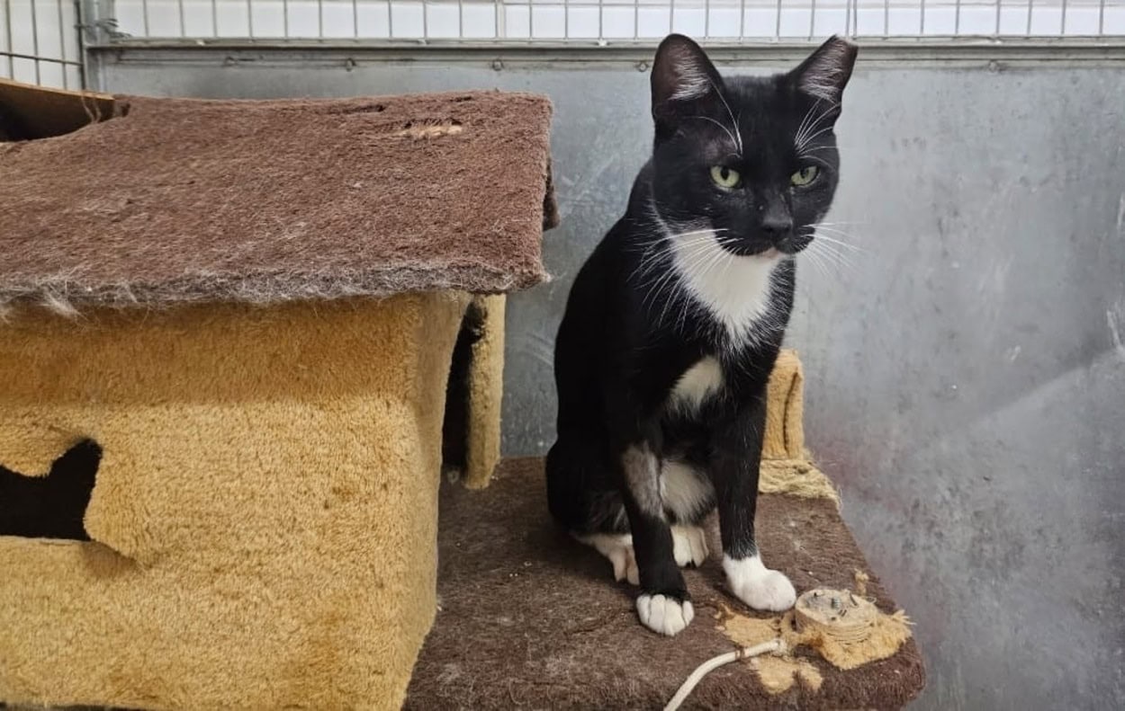 Em parceria com a OAB, Prefeitura de São Bernardo promove feira de adoção de cães e gatos adultos