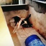 Agora é lei: Tarcísio proíbe animais acorrentados no Estado de São Paulo