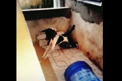 Agora é lei: Tarcísio proíbe animais acorrentados no Estado de São Paulo