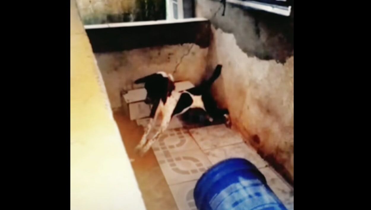 Agora é lei: Tarcísio proíbe animais acorrentados no Estado de São Paulo