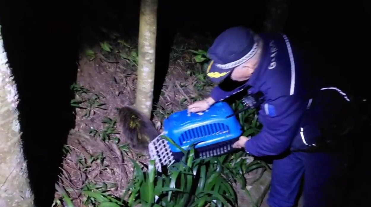 Animal silvestre é devolvido à natureza após ser encontrado por uma moradora em calçada de loja na Vila Assis