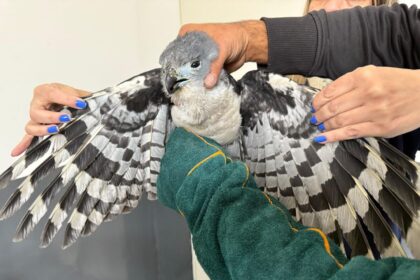 Prefeitura de Mauá resgata gavião-gato no Jardim Zaíra