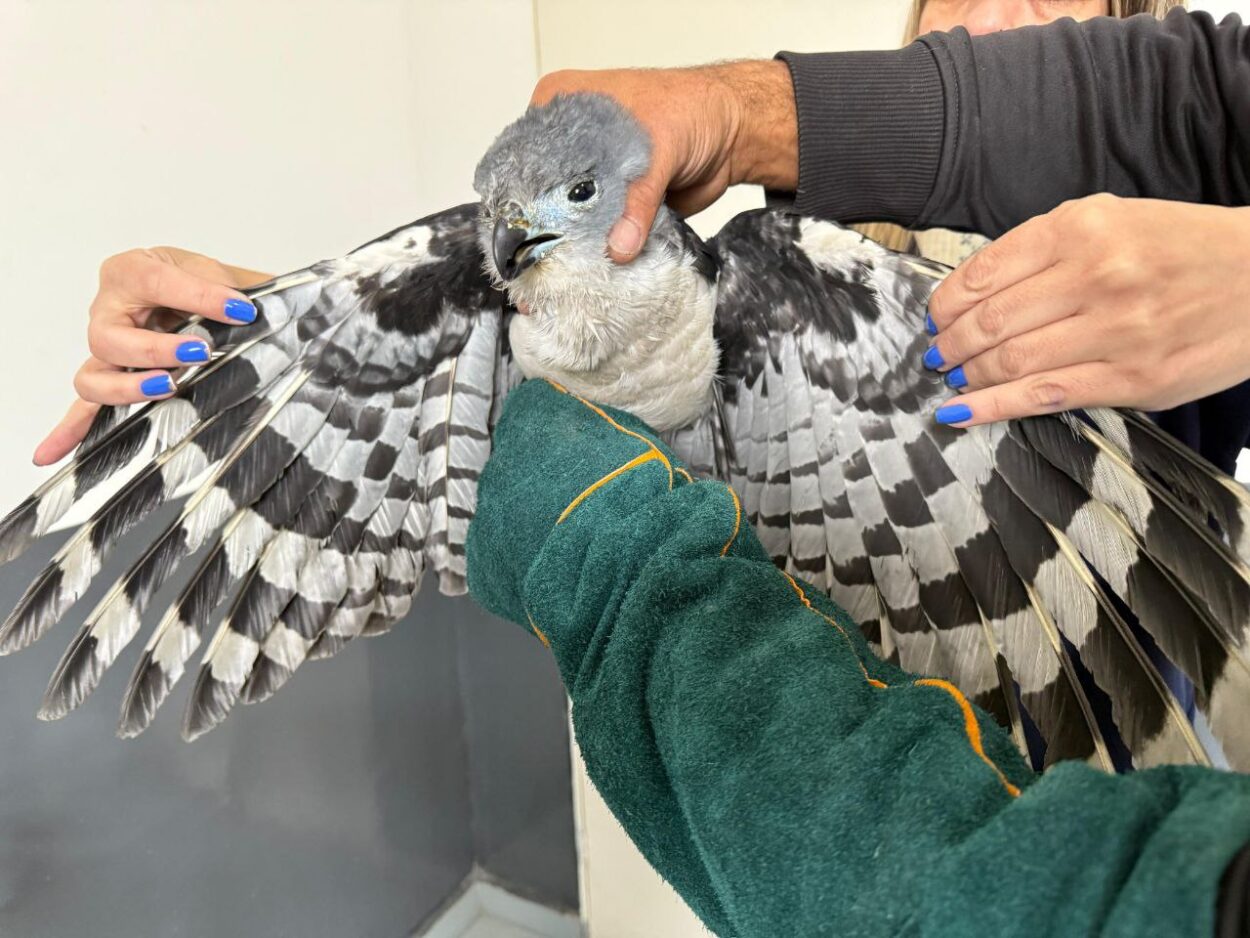Prefeitura de Mauá resgata gavião-gato no Jardim Zaíra