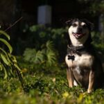 Escritor de São Caetano se inspira no próprio cãozinho vira-lata para criar personagem